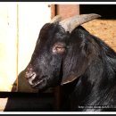 나의목장 이미지