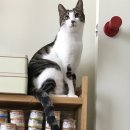 고양이분실, 인천시 계양구 작전동 한아름아파트에서 실종된 고양이를 찾습니다! 이미지