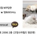 캣파라다이스 이미지