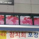 참치연 이미지