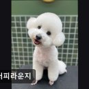 플러피라운지 이미지