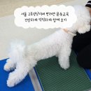 효복지용구센터 | 서울 구로댕냥이네 반려견 운동교육 건강하개 씩씩하개 참여 후기