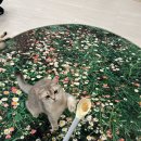 쓰담쓰담 | [은평구 데이트코스 추천] 고양이 카페 놀면묘하냥