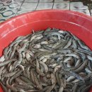 호동바닷가가든 이미지