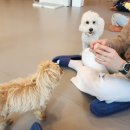 다시사랑받개 이미지