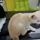 슈르+ 동물병원 이미지