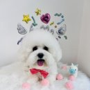 다올 그루밍 이미지