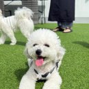 선사애견 이미지