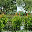 카페수련 이미지