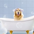 쁘띠하개 이미지