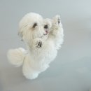 옐레드 애견유치원 애견호텔 하남미사점 | 하남애견유치원 추천! 옐레드 하남미사점💛