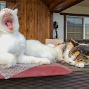 비피펜션 이미지