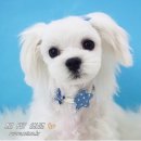 아지펫살롱 이미지