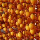 양촌농원 이미지