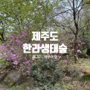 한라생태숲 애견동반 제주 테마숲 한라생태숲 테마탐방로