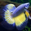 가온홀딩스 이미지