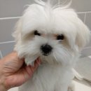 핫독애견 이미지