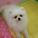 화이트 페어리 이미지