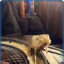 신마포갈매기 이미지