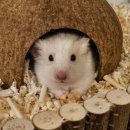 펫엔글라이더 대전점 이미지