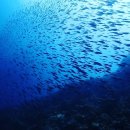 아쿠아폴리스 이미지