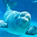 롯데월드아쿠아리움 이미지