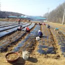 파주유황삼채 이미지