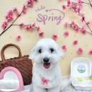 꼼꼼 애견미용실 | 댕댕이의 미모가 반짝반짝 빛나는 쁘띠아몽 애견미용실 다녀온 찐 후기