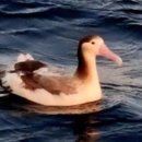 알바트로스 이미지