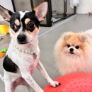 뚜랑이네 놀이방 이미지