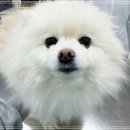 건강하게 동물병원 네이버블로그
