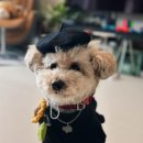 빌라누트 이미지