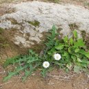 [산성 한바퀴] 인천 &#39;강화산성(江華山城)&#39; 완주!