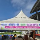 봉정연꽃마을 | 동해 봉정마을 연꽃축제에서 즐긴 발효 쪽 염색 체험 후기
