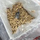 김진동농장 네이버블로그