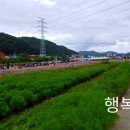 강동로1-99 | 180929_경북 장천 코스모스축제