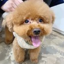 살롱드미미즈 이미지