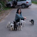 동네강아지 이미지