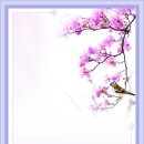 봄 꽃의 향연 이미지