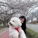 희망교 밑 | [진주] 희망교 / 연암도서관 / 벚꽃명소 / 꽃놀이 / 실시간 벚꽃 개화 현황 / 24년 3월 30일 기준...