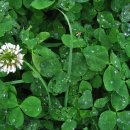 화이트클로버(WHITE CLOVER)