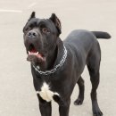 이스턴동물병원 이미지