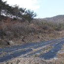 산청애 이미지