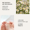 구석진구석에 | 집안 구석구석 클린버그 국화꽃 추출물 천연 피레트린 살충제 좀벌레 퇴치약 후기