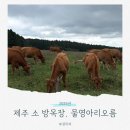 제주 오름 산책 | 제주 물영아리오름 초원길 산책 후기 방목장 소 구경 명소