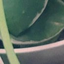 더드림치과의원 이미지