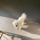 일리스테이 이미지