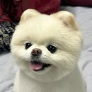 폼나"개" 이미지