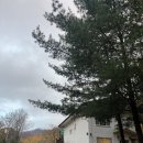 [평창 휘게포레스트] 스테이3 이용후기, 다기닥팜, 토끼의숲