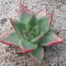로얄푸르푸라 (Royal Purpura) 이미지